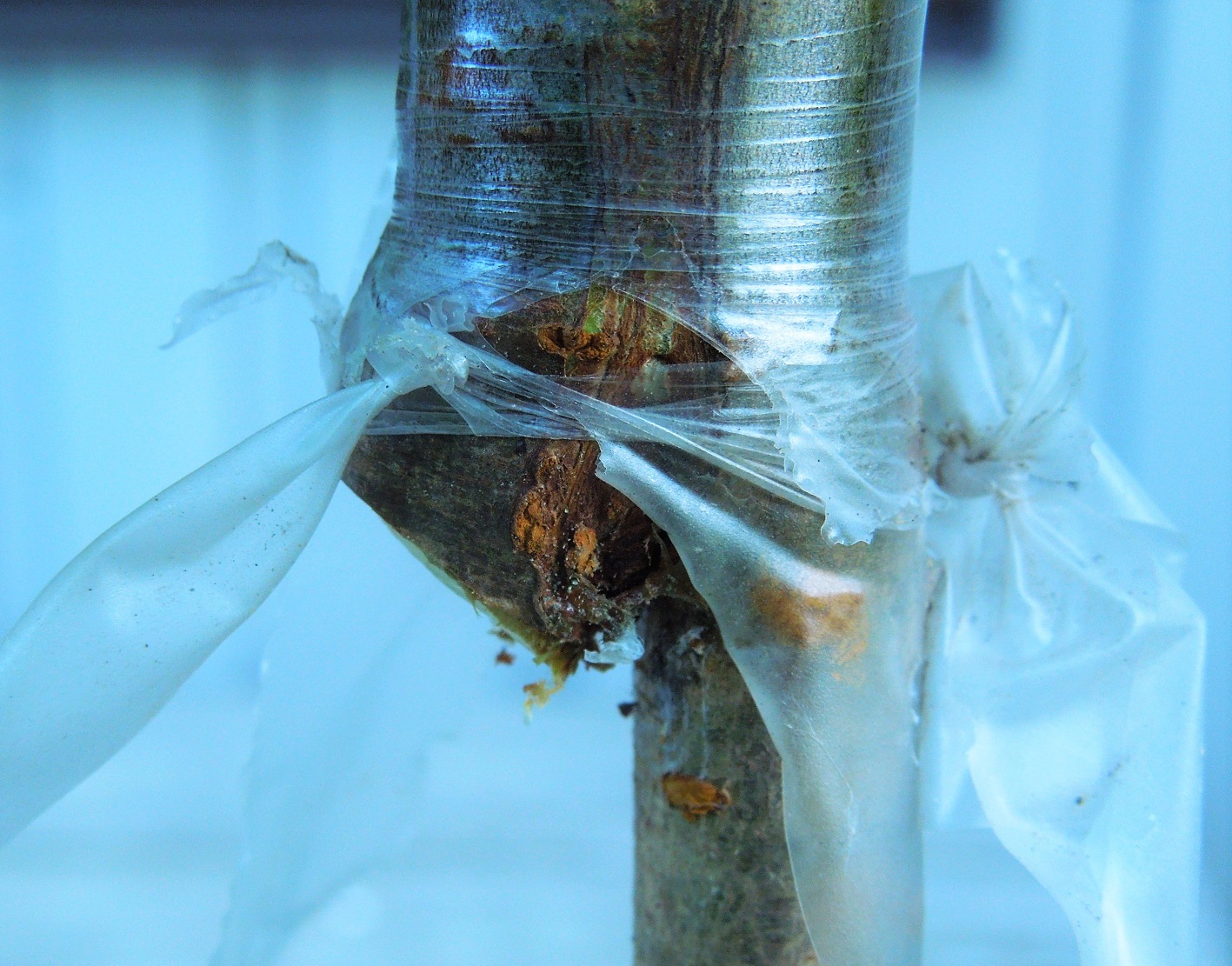 桜の接ぎ木 呼び接ぎの切り離し | Divina Commedia