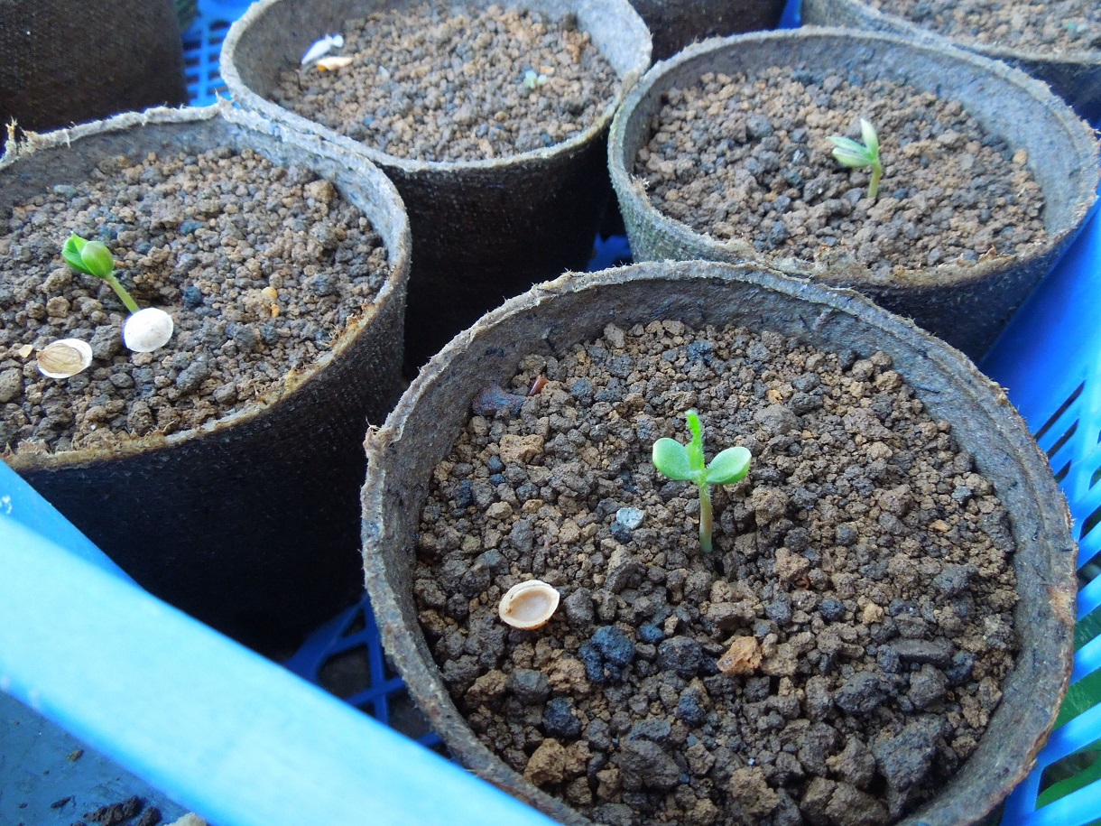 染井吉野の種を育てる | Divina Commedia